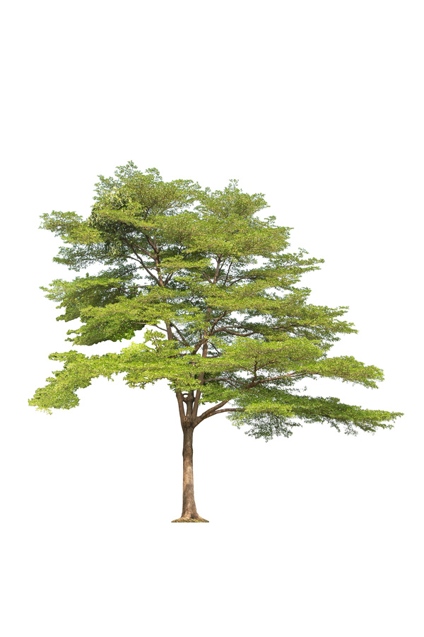 Tree Isolated on White Background Stock Photo 06 free download