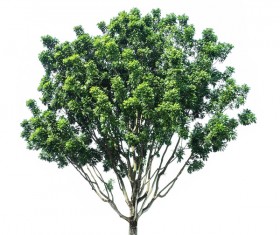 Tree Isolated on White Background Stock Photo 07