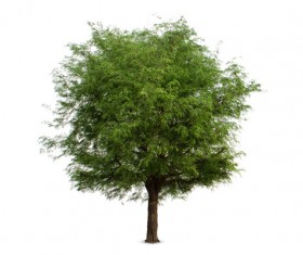 Tree Isolated on White Background Stock Photo 10