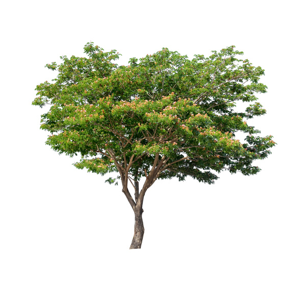 Tree Isolated on White Background Stock Photo 12 free download