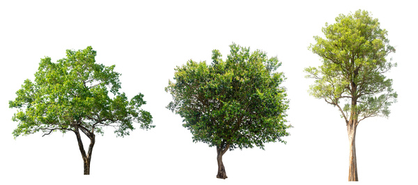 Tree Isolated on White Background Stock Photo 13 free download