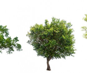 Tree Isolated on White Background Stock Photo 14