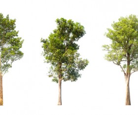 Tree Isolated on White Background Stock Photo 15