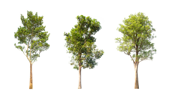 Tree Isolated on White Background Stock Photo 15 free download