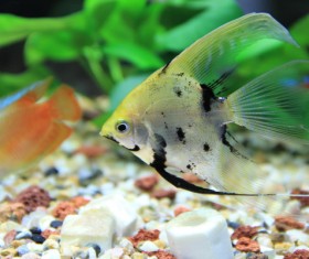 Tropical Fish Stock Photo