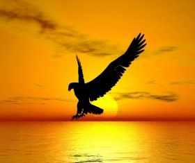 Twilight Eagle HD picture