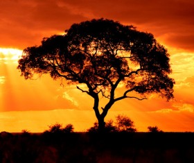 Twilight trees Stock Photo