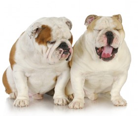 Two bulldogs Stock Photo 01