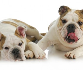 Two bulldogs Stock Photo 02