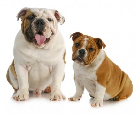 Two bulldogs Stock Photo 03