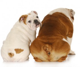 Two bulldogs Stock Photo 04