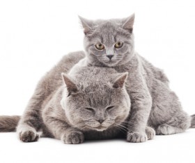 Two kittens HD picture