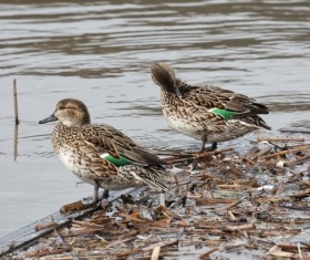 Two mandarin ducks duck Stock Photo