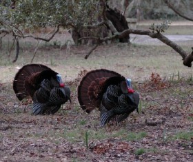 Two turkeys Stock Photo