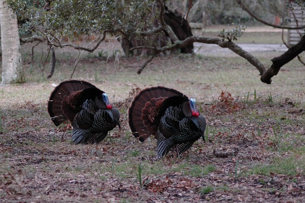 Two turkeys Stock Photo