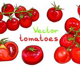 Vector tomato hand drawn material