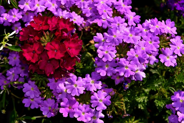Verbena flowers HD picture