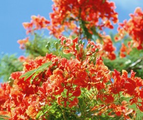 Western azalea flowers Stock Photo