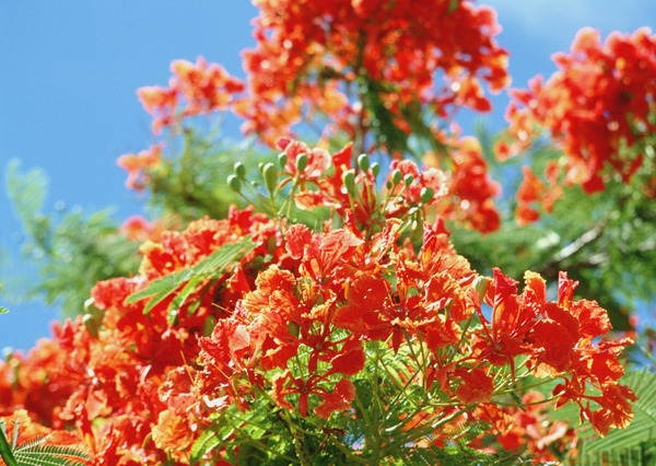 Western azalea flowers Stock Photo