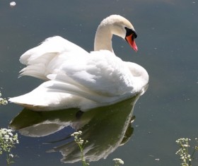 White Swan on the lake Stock Photo