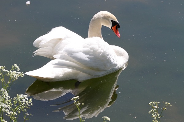 White Swan on the lake Stock Photo