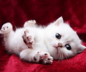 White cute kitten Stock Photo