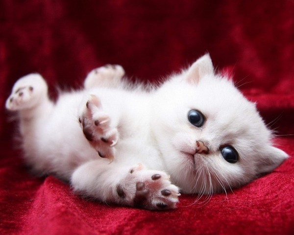White cute kitten Stock Photo
