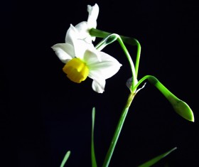 White daffodil Stock Photo