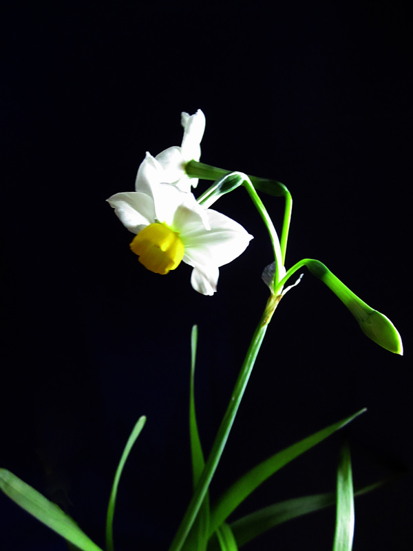 White daffodil Stock Photo
