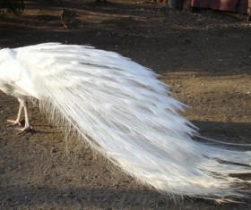 White feather peacock Stock Photo