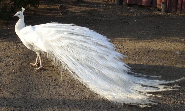 White feather peacock Stock Photo