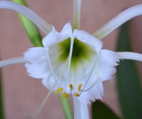 White orchid orchid HD picture