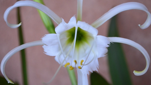 White orchid orchid HD picture