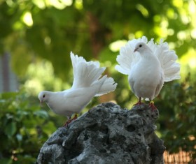 White pigeons HD picture