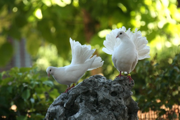 White pigeons HD picture