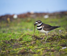Wild bird foraging Stock Photo