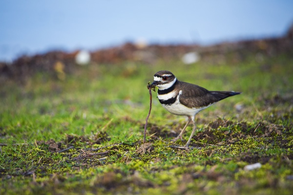 Wild bird foraging Stock Photo