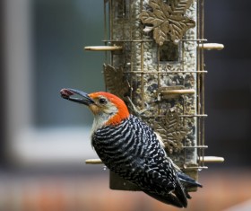 Wild birds HD picture 01