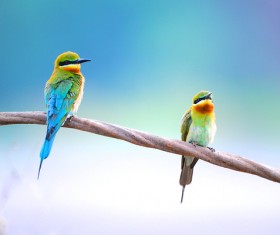 Wild birds HD picture 02