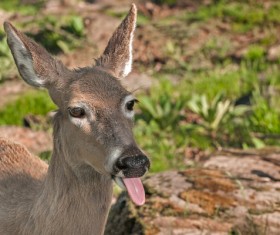 Wild deer Stock Photo