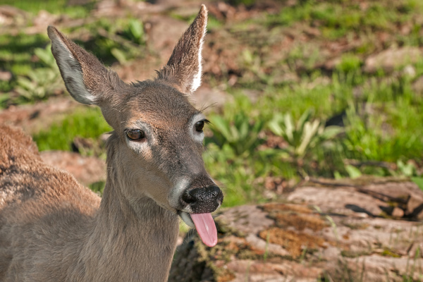 Wild deer Stock Photo