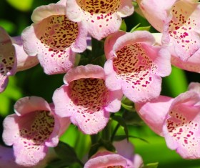 Wild ground yellow flowers Stock Photo