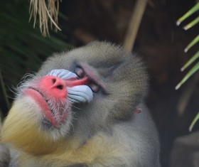 Wild mountain Stock Photo