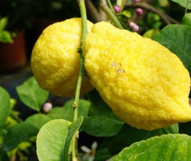 Yellow lemon Stock Photo