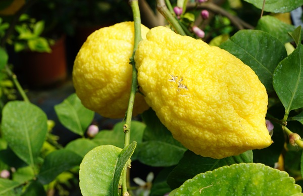 Yellow lemon Stock Photo