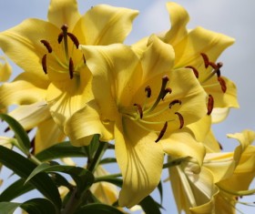 Yellow lily close-up Stock Photo