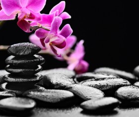 Zen stones and bamboo orchids Stock Photo 03