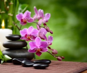Zen stones and bamboo orchids Stock Photo 05