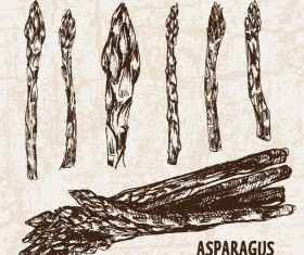 asparagus hand drawing retor vector 01