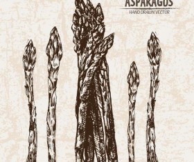 asparagus hand drawing retor vector 02